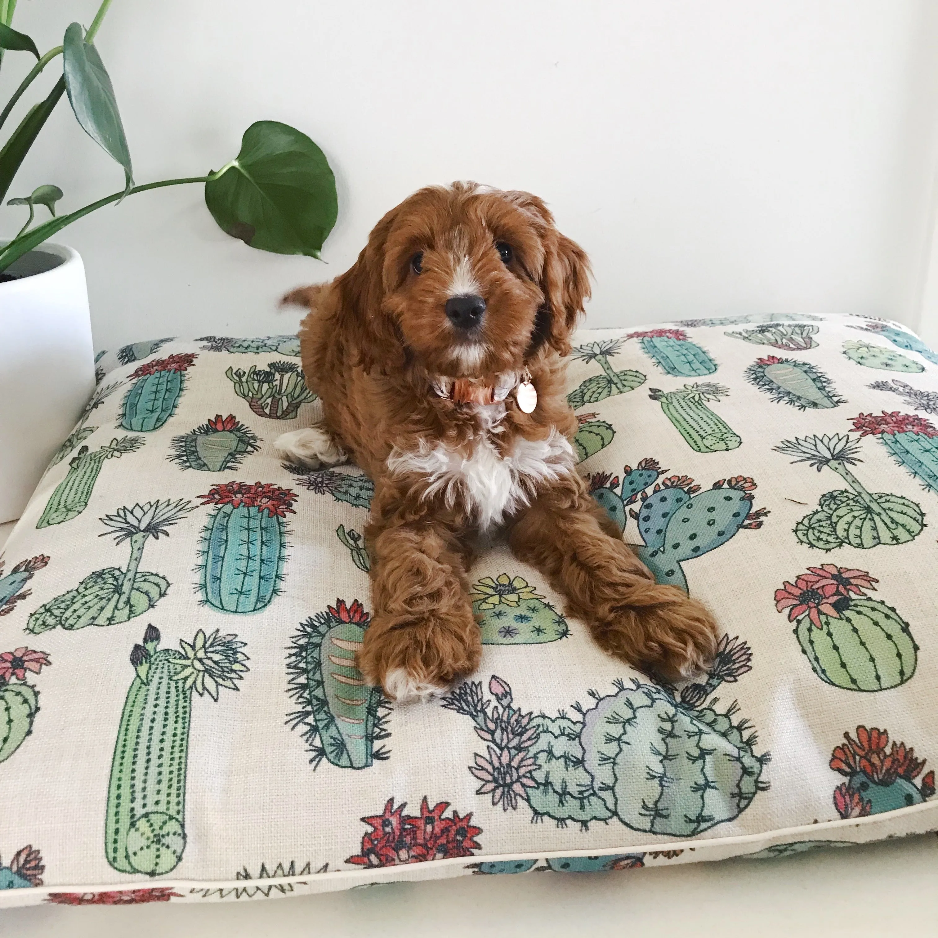 Indie ECO Pet Bed - Desert Cacti